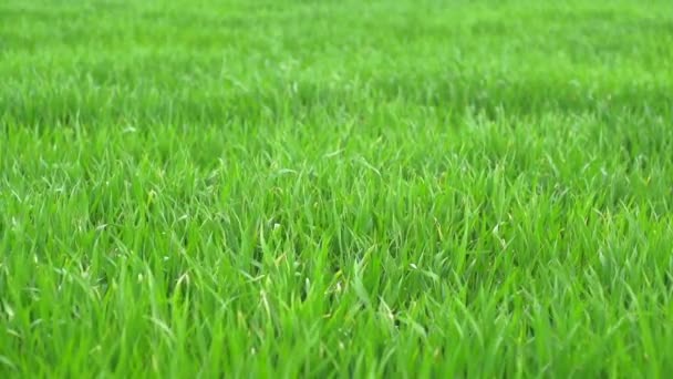 Grass in the spring on a windy day in slow motion — Stock Video