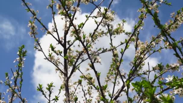 Cerisier avec pétales et fleurs de cerisier au printemps 