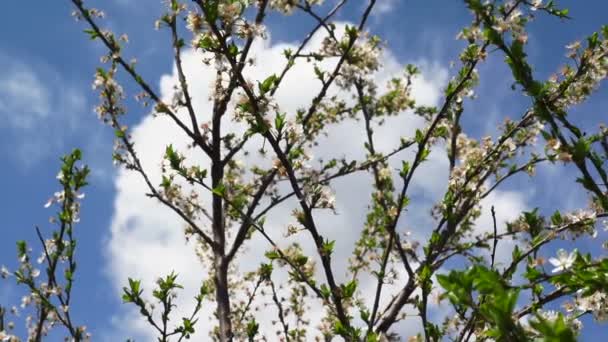 Cherry tree with cherry petals and flowers in the spring — Stock Video