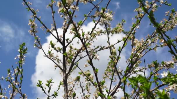 Körsbärsträd med körsbär kronblad och blommor på våren — Stockvideo