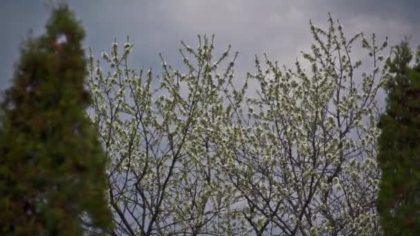 Arbre laps de temps avec nuages orageux derrière 