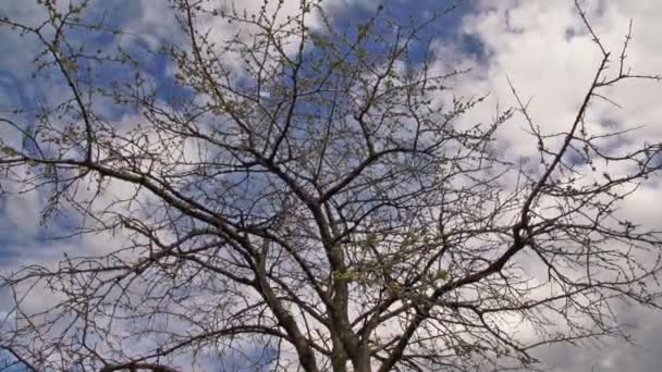 Cherry tree with cherry petals time lapse — Stock videók