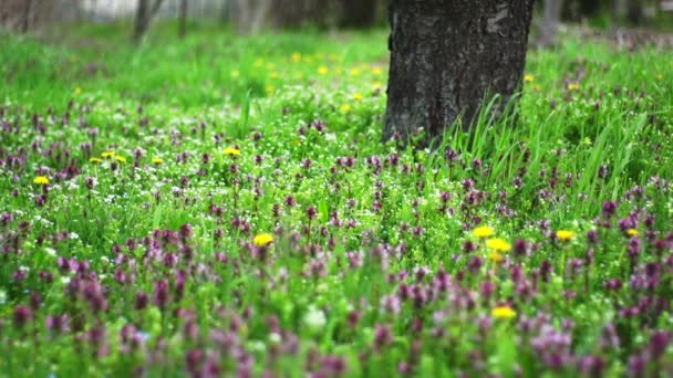 Fleurs venteuses au printemps — Video