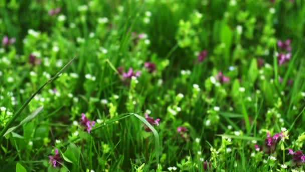 De belles fleurs printanières dans la prairie et s'inclinent jusqu'à l'arbre — Video