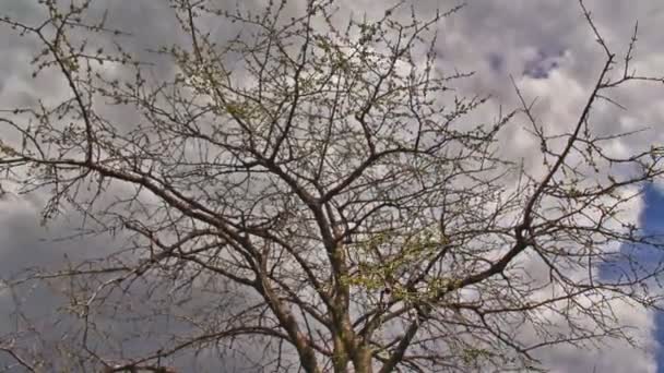 Cherry tree with cherry petals time lapse — 비디오