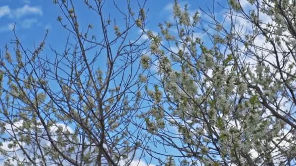 Kiraz yaprakları ve bahar çiçekleri kiraz ağacı — Stok video