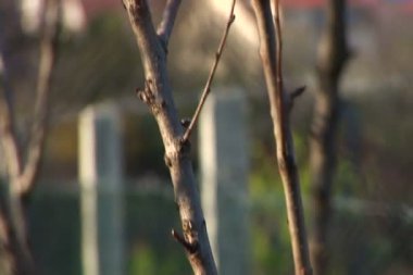 Bahar zaman rüzgarlı kiraz çiçek.