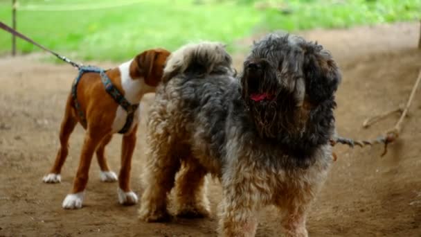 Tibetan terrier and a German Boxer — Stock videók