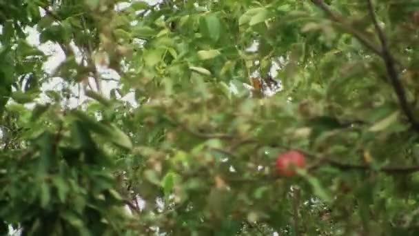 Kırmızı yabani elma olgunlaşmış ve hazır — Stok video