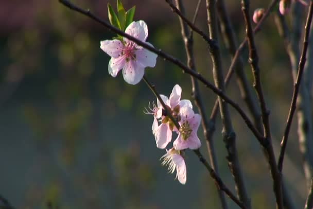 Ветреный вишневый цветок весной . — стоковое видео