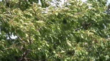 Kırmızı yabani elma olgunlaşmış ve hazır