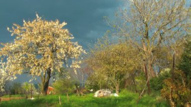 Cherry tree before the storm