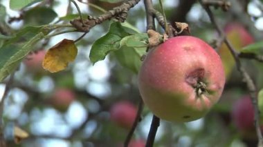 Kırmızı yabani elma olgunlaşmış ve hazır