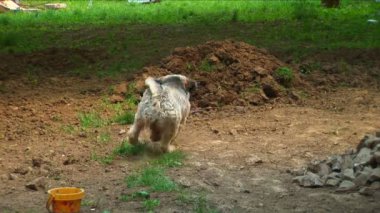 sonra onun plastik oyuncak çalışan Tibet terrier