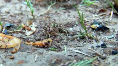 süratle seyir eden karıncalar - kapat-