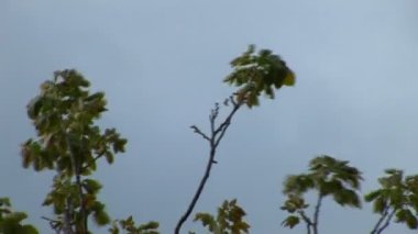 fırtınalı havalarda