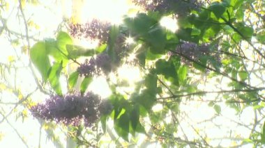 Avrupa mor Lila rüzgar serin çiğ arkasında güneş ışınları üzerinde yağmurlama ile yavaşça!