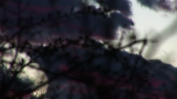 Focus op rode wolken en langzaam terug op doornen... — Stockvideo