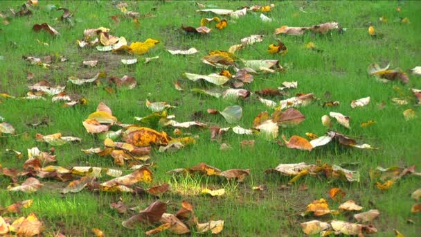 Gros plan d'une feuille d'automne colorée sur l'herbe verte se déplaçant lentement dans le vent — Video