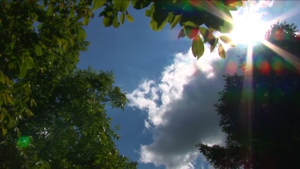 Wolken umrahmt von Bäumen, Käfer fliegen umher — Stockvideo