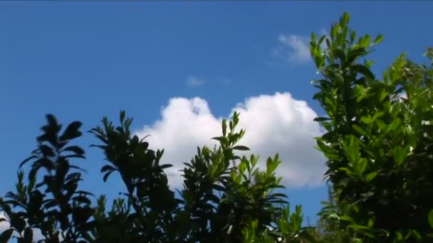 Cloudscape met bomen als grenzen. — Stockvideo