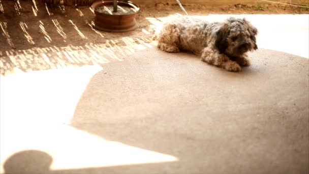 Dog laying on concrete in the backyard of the house — Stock Video