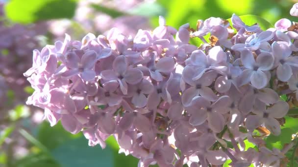 Europejskiej Lilak fioletowy powoli — Wideo stockowe
