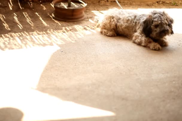 Perro tendido sobre hormigón en el patio trasero de la casa — Vídeo de stock
