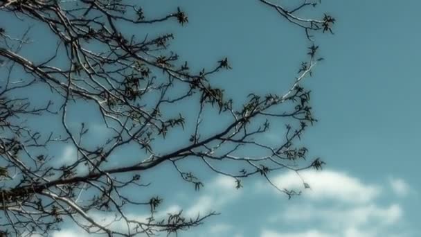Branches color graded for "dramatic" look. — Stock Video