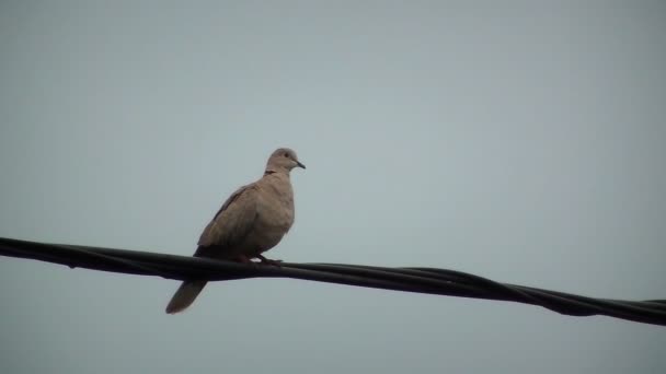 Dove standing on a electric wire — стокове відео