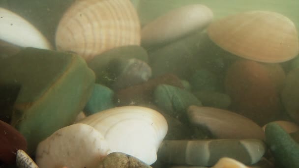 Fondo marino con rocas y conchas — Vídeos de Stock