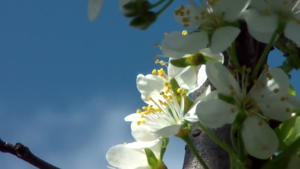 Kersenboom bloem bloeien in het voorjaar van. — Stockvideo