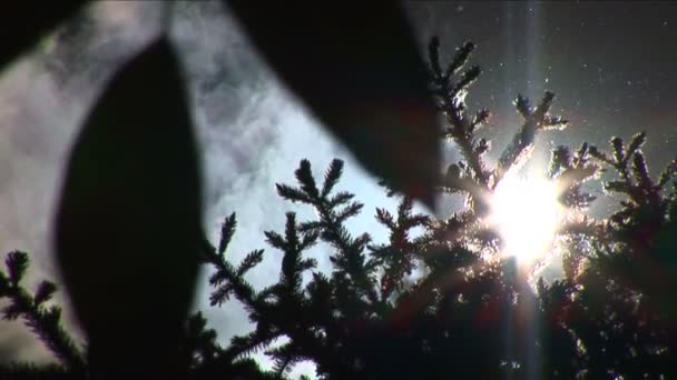 Pollen volant au-dessus des arbres en été 