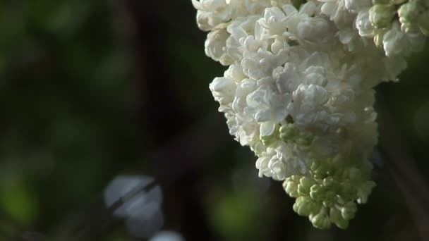 European white lilac slowly moving in the wind — стокове відео