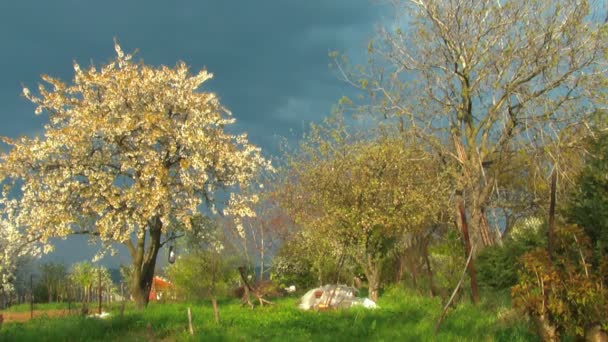 Cherry tree before the storm — Stock Video