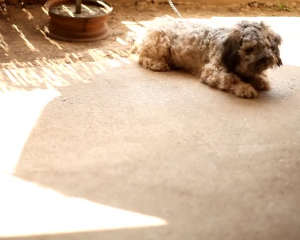 Dog laying on concrete in the backyard of the house — Stock Video