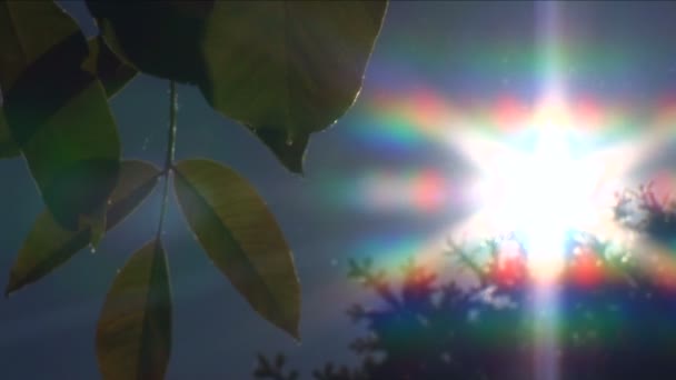 Nuvens emolduradas com árvores, insetos voando ao redor — Vídeo de Stock