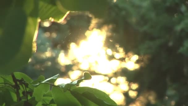 Luz solar rompendo a floresta — Vídeo de Stock
