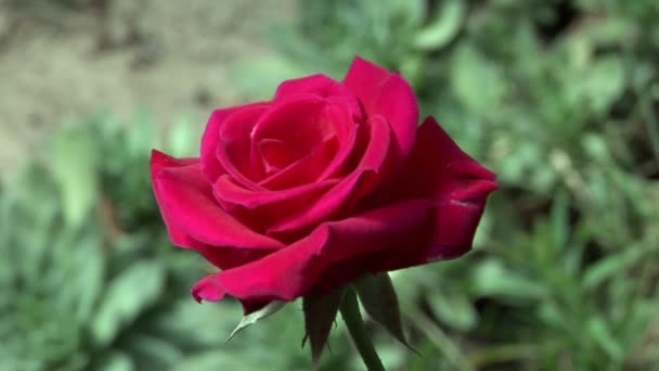 rose rouge dans le jardin vert 