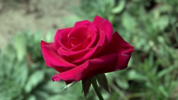 Rosa roja en jardín verde — Vídeos de Stock