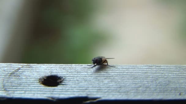 House fly ready to take off! — Stock Video