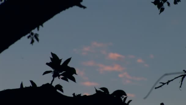Ciel printanier agréable et chaud au crépuscule — Video