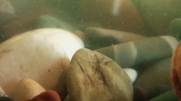 Piedra, conchas y partículas de agua — Vídeos de Stock