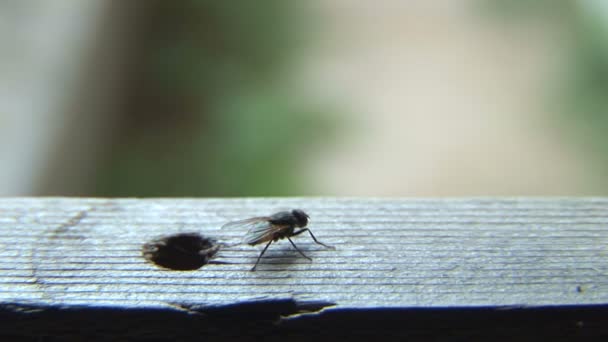 House fly ready to take off! — Stock Video