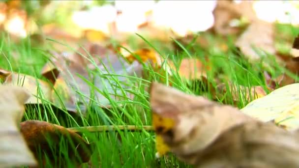Gros plan d'une feuille d'automne colorée sur l'herbe verte se déplaçant lentement dans le vent 