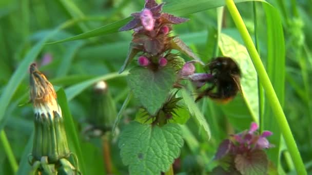 Bumblebee fooling around — 비디오