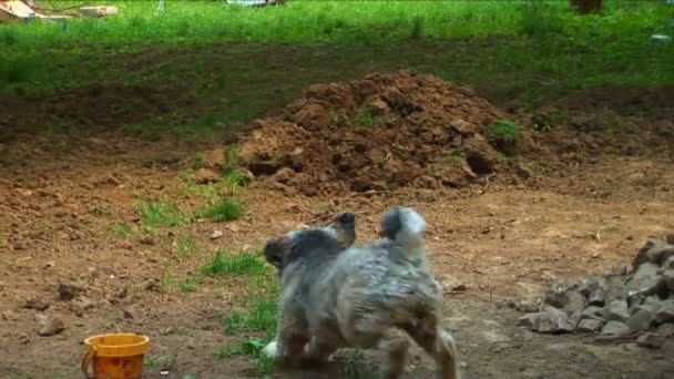 Sonra onun plastik oyuncak çalışan Tibet terrier — Stok video