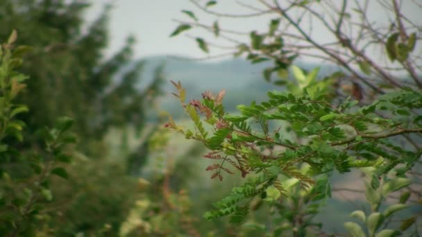 Fondo de naturaleza — Vídeos de Stock