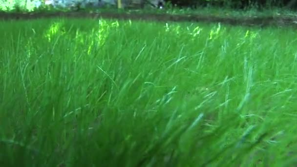 Dolly-like Schuss von einem Gras Rasen. — Stockvideo