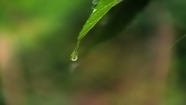 Tree in the wilderness with raindrops on it — Stock Video